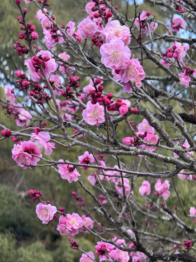 春になると、体が先に気づきます